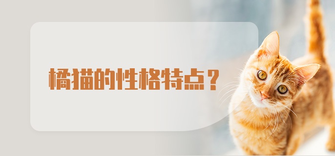 橘猫的性格特点？