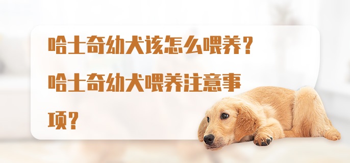 哈士奇幼犬该怎么喂养？哈士奇幼犬喂养注意事项？