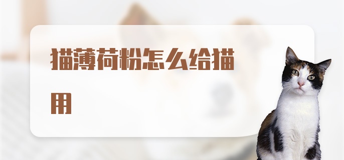 猫薄荷粉怎么给猫用