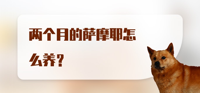 两个月的萨摩耶怎么养？