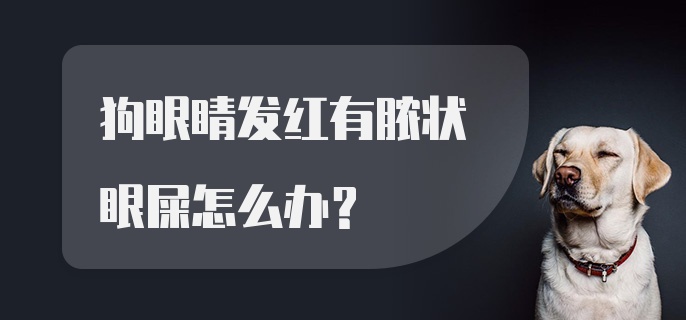 狗眼睛发红有脓状眼屎怎么办？