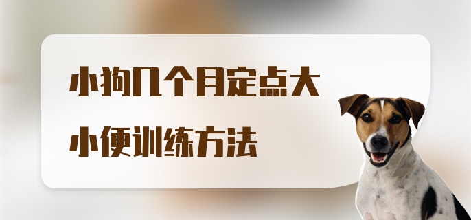 小狗几个月定点大小便训练方法