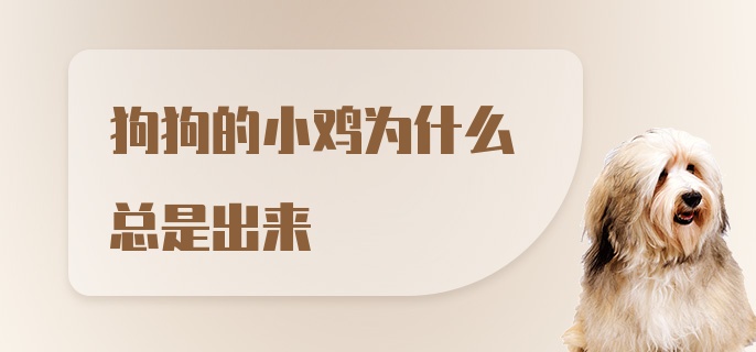 狗狗的小鸡为什么总是出来