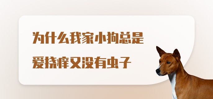 为什么我家小狗总是爱挠痒又没有虫子