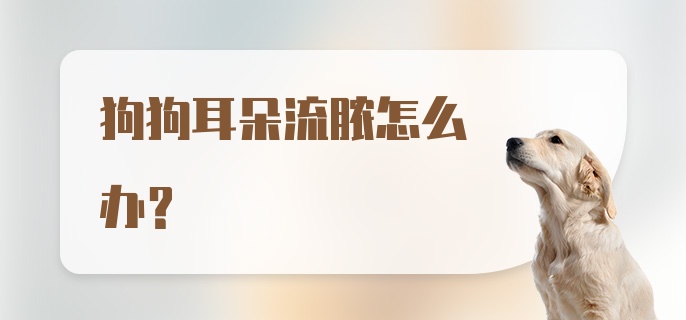 狗狗耳朵流脓怎么办？