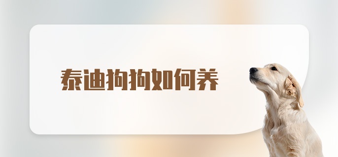 泰迪狗狗如何养