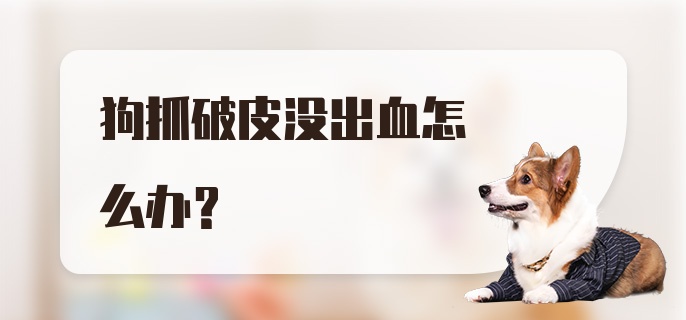 狗抓破皮没出血怎么办？