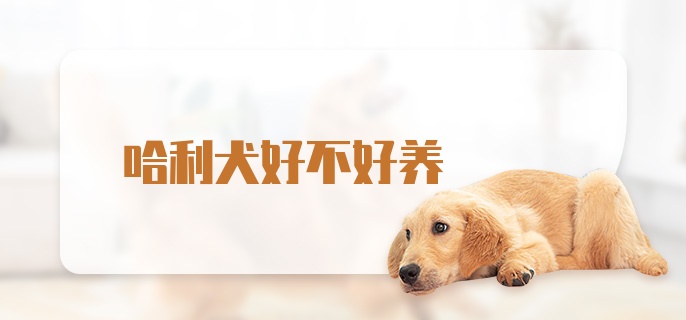 哈利犬好不好养