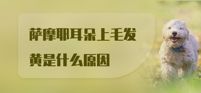 萨摩耶耳朵上毛发黄是什么原因