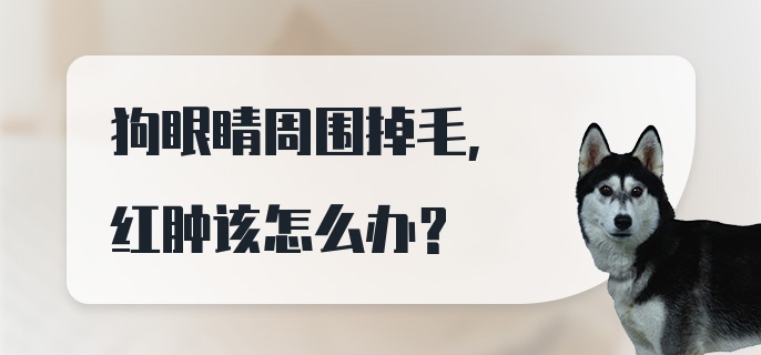 狗眼睛周围掉毛，红肿该怎么办？