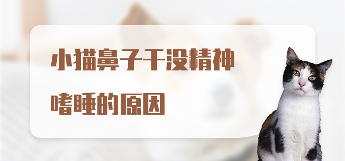 小猫鼻子干没精神嗜睡的原因