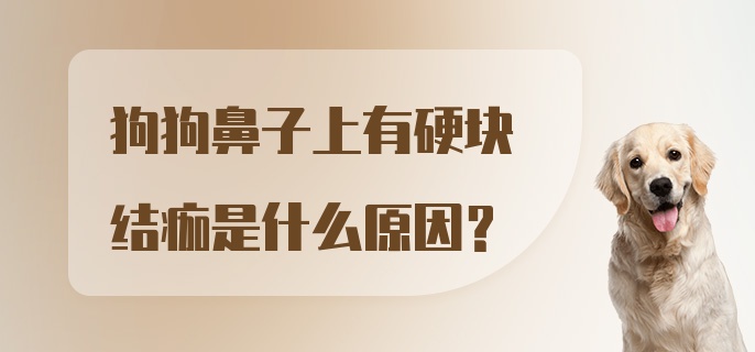 狗狗鼻子上有硬块结痂是什么原因？