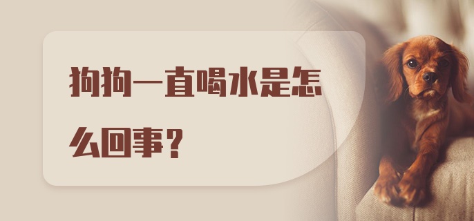 狗狗一直喝水是怎么回事？