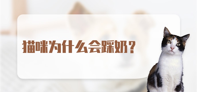 猫咪为什么会踩奶?