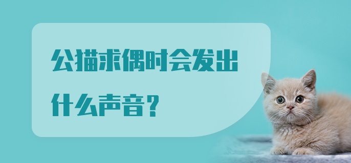 公猫求偶时会发出什么声音？