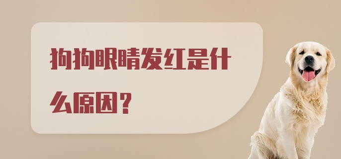 狗狗眼睛发红是什么原因？