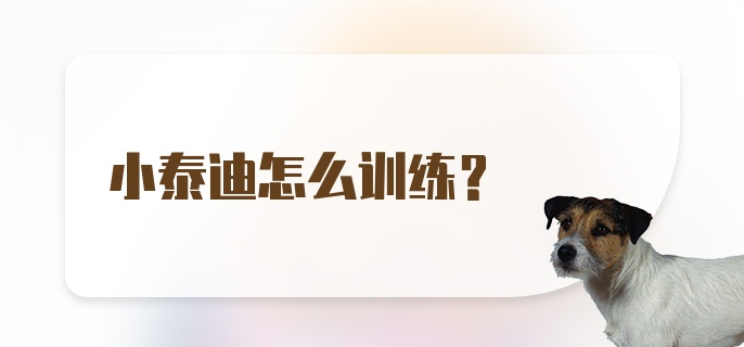 小泰迪怎么训练？