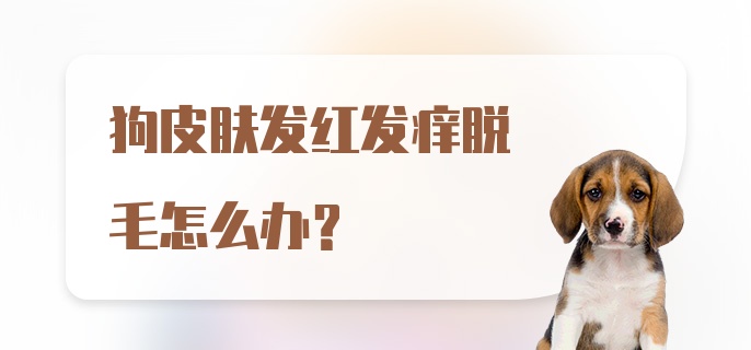 狗皮肤发红发痒脱毛怎么办？