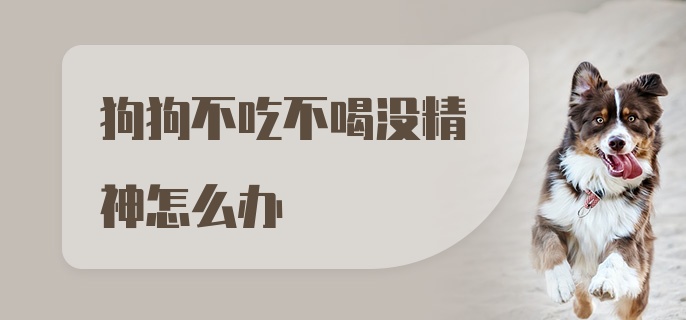 狗狗不吃不喝没精神怎么办