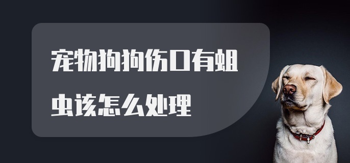 宠物狗狗伤口有蛆虫该怎么处理