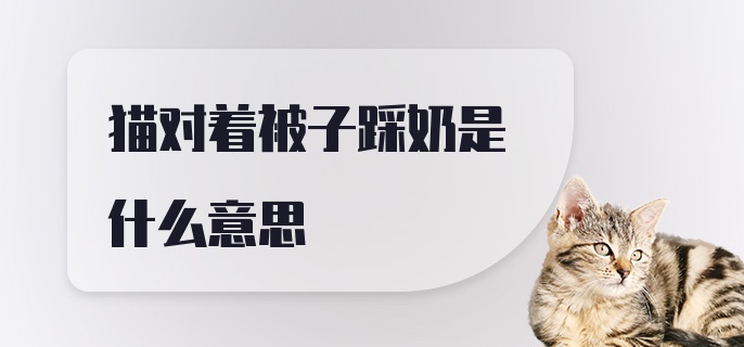 猫对着被子踩奶是什么意思