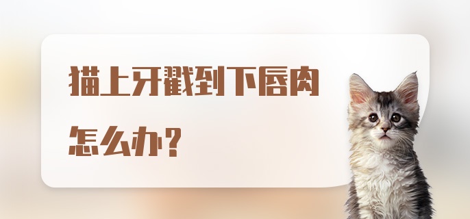 猫上牙戳到下唇肉怎么办？