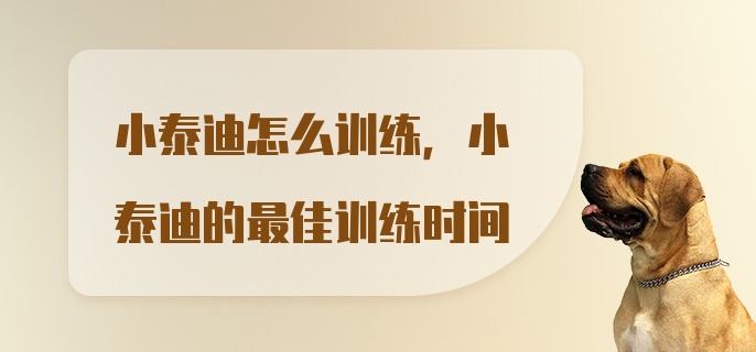 小泰迪怎么训练，小泰迪的最佳训练时间