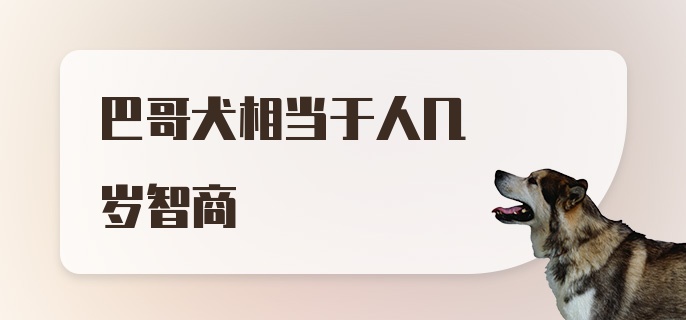 巴哥犬相当于人几岁智商