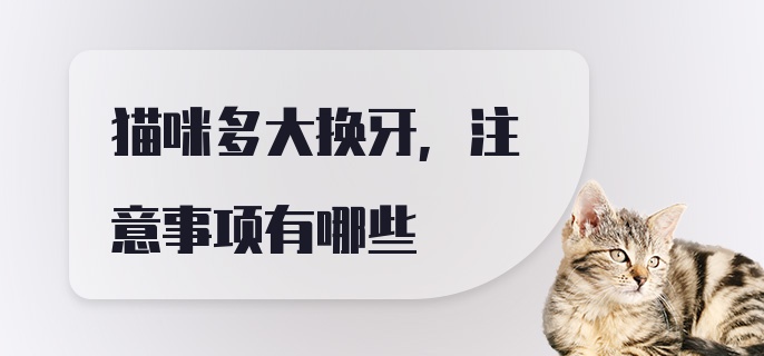 猫咪多大换牙，注意事项有哪些