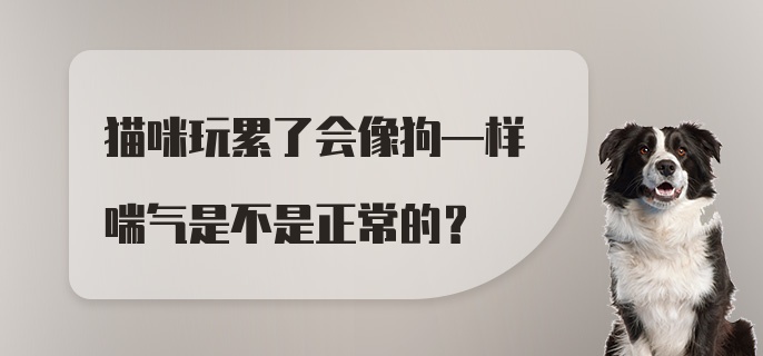 猫咪玩累了会像狗─样喘气是不是正常的？