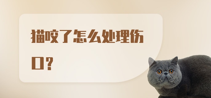 猫咬了怎么处理伤口？