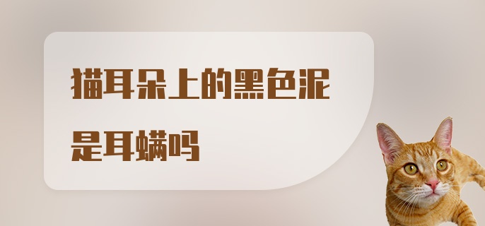 猫耳朵上的黑色泥是耳螨吗