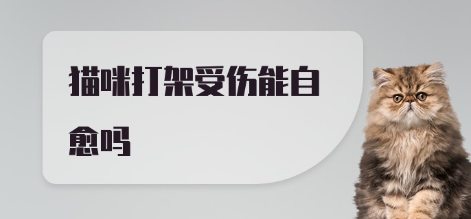 猫咪打架受伤能自愈吗