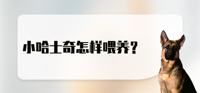 小哈士奇怎样喂养？