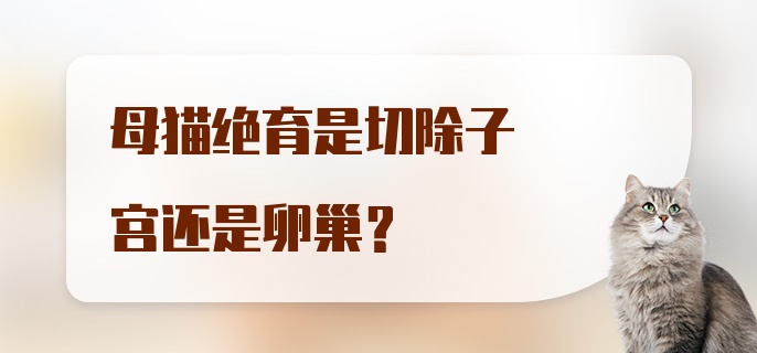 母猫绝育是切除子宫还是卵巢？