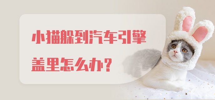 小猫躲到汽车引擎盖里怎么办？