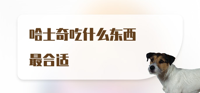 哈士奇吃什么东西最合适