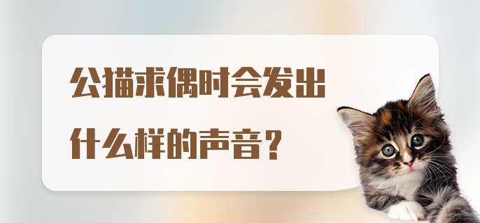 公猫求偶时会发出什么样的声音？