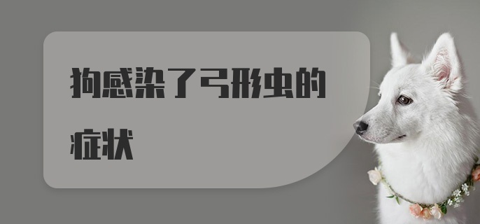 狗感染了弓形虫的症状