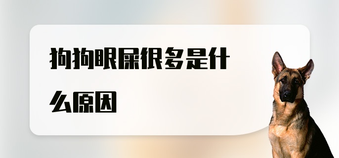 狗狗眼屎很多是什么原因