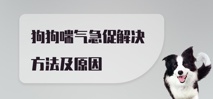 狗狗喘气急促解决方法及原因