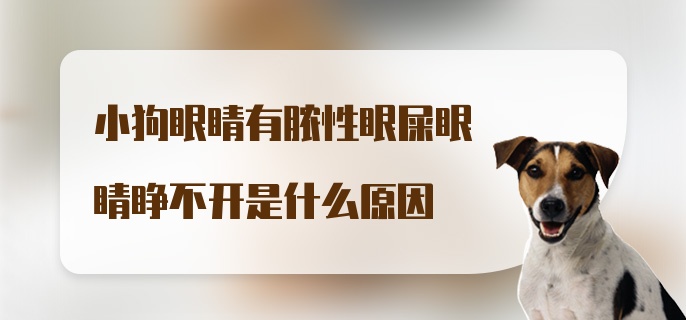 小狗眼睛有脓性眼屎眼睛睁不开是什么原因