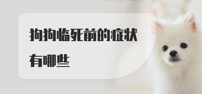 狗狗临死前的症状有哪些