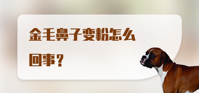 金毛鼻子变粉怎么回事？