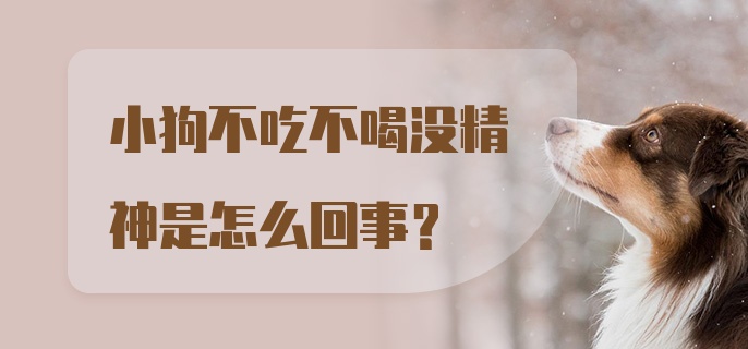 小狗不吃不喝没精神是怎么回事？