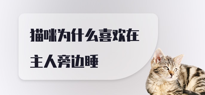 猫咪为什么喜欢在主人旁边睡