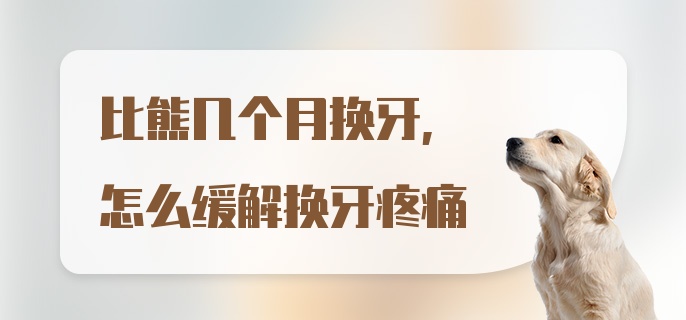 比熊几个月换牙，怎么缓解换牙疼痛