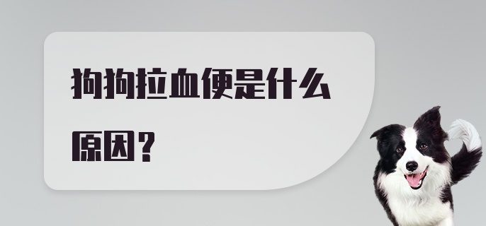 狗狗拉血便是什么原因？