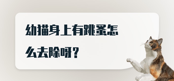 幼猫身上有跳蚤怎么去除呀？