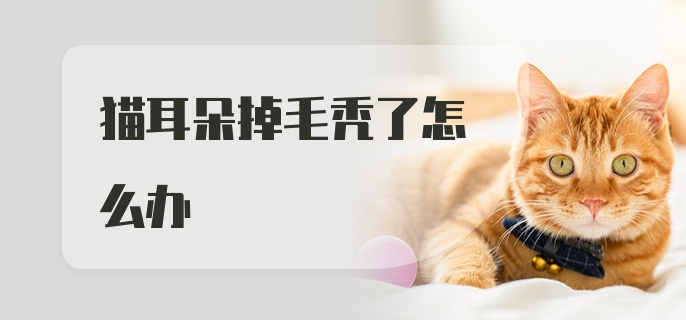 猫耳朵掉毛秃了怎么办